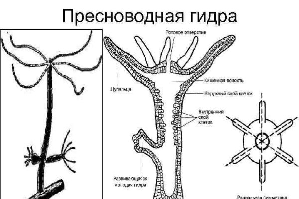 Кракен сс