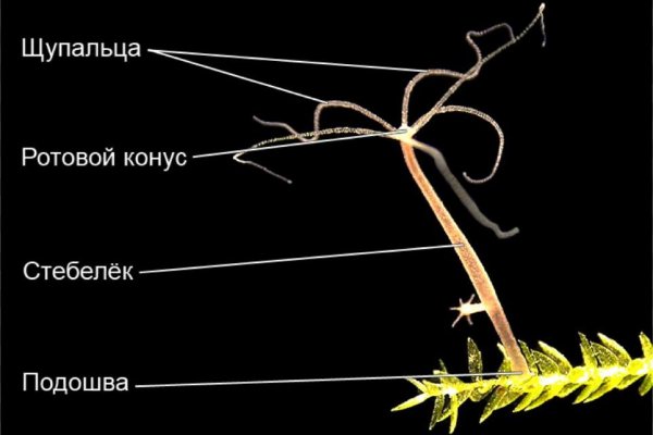 Кракен верное зеркало